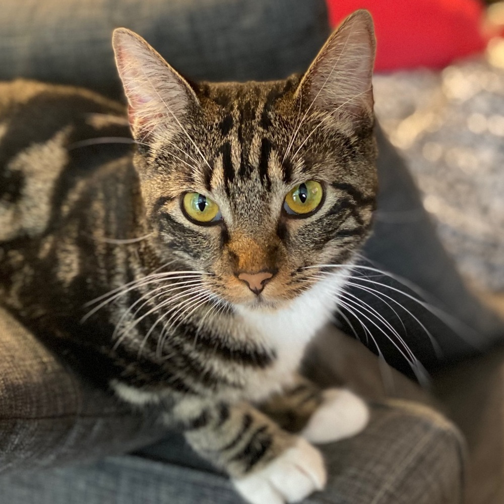 Meet your Posher, Jefferson